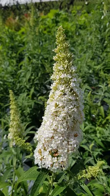 Image de Buddleia davidii 'White profusion' / Arbre aux papillons à fleurs blanches