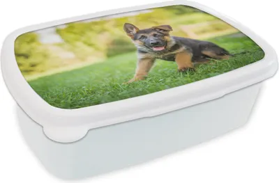 Produktbild von KitchenYeah® Lunchbox Brotzeit Brotdose 17x11 cm Welpe sitzt im Gras Kinder Brotzeitdose - Lunch Box - Kinder - Sandwich-Box - Schulbox - Lunch Boxen