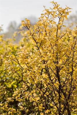 Produktbild von Physocarpus opulifolius 'Nugget', Blasenspiere, goldgelb, 40–60 cm