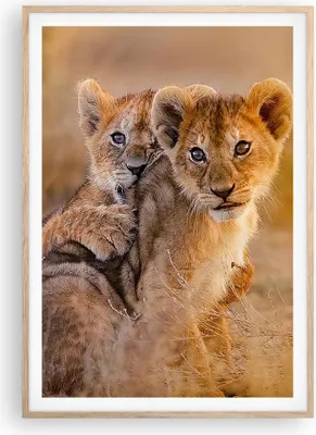 Produktbild von Gerahmtes Poster - Rahmen in heller Eiche - Löwe Natur Tier - 70x100 cm - Wand Bild - Wanddeko - Wandbilder - Wandposter - Bilderrahmen - Bilder - Kunstdruck - Wandbild - P2NPA70x100-3480