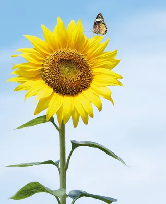 Produktbild von Wallario Sticker / Aufkleber für Kühlschrank / Geschirrspüler / Küchenschränke, selbstklebende Folie - 60 x 80 cm, Motiv: Sonnenblume mit Schmetterling