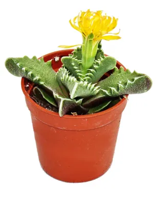 Produktbild von Faucaria tigrina - Tigerrachen - kleine Pflanze im 5,5cm Topf