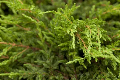 Produktbild von Juniperus communis 'Repanda', Kriech-Wacholder, 20–30 cm