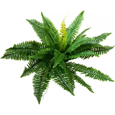 Obrázok produktu pre EUROPALMS Bostonská papraď, umelá rastlina, 53 cm (82519934)