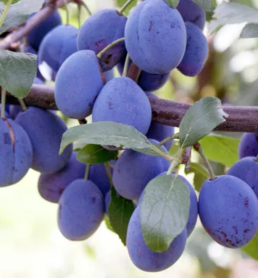 Produktbild von Pflaumenbaum ´TOPFIVE´ Unterlage Myrobalan, wurzelnackt