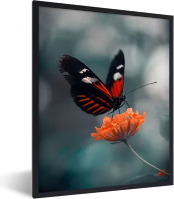 Produktbild von MuchoWow® Gerahmtes Poster Schmetterling - Blume - Insekt 60x80 cm - Poster mit Schwarzem Bilderrahmen Wandposter Rahmen Foto Bilder - Premium - Wanddeko Wohnzimmer