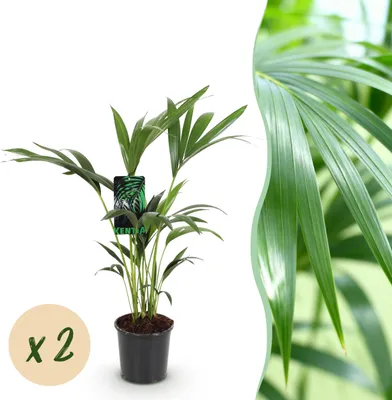 Produktbild von Howea Forsteriana - Kentia Palm - Pflegeleicht - Grün - 2 Pflanzen - 70-75cm - Ø17cm - Zimmerpflanze - Immergrün
