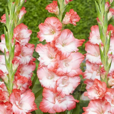Obrázek produktu pro Gladiolus Mieczyk Wielkokwiatowy Pink Lady 5 ks Gladioly cibule gladiolů