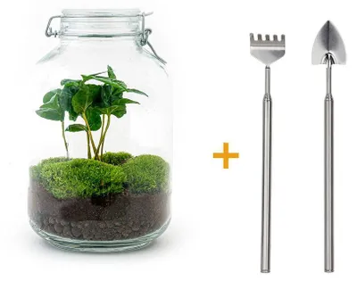 Produktbild von Garten aus „Mason Jar“-Flaschen – Terrarien-Set zum Selberbauen – 28 cm – mit Kaffeepflanze – inklusive Gabelchen und Schaufel