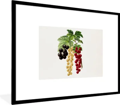 Produktbild von MuchoWow® Gerahmtes Poster Beeren - Jahrgang - Obst 80x60 cm - Poster mit Schwarzem Bilderrahmen Wandposter Rahmen Foto Bilder - Schlafzimmer-Dekorationen - Fotoposter