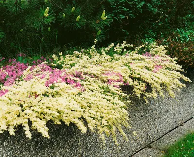 Zdjęcie produktu dla Cytisus kewensis, Besenginster, cremegelb, 20-30 cm