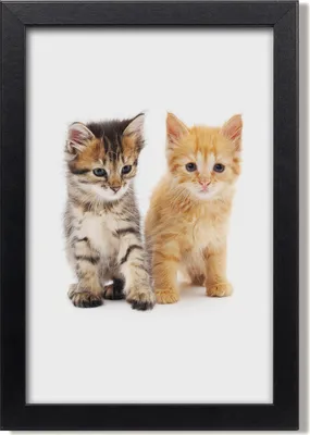 Produktbild von Bild 20x30 MDF-Rahmen, Wandkunst Graue und rote Katze