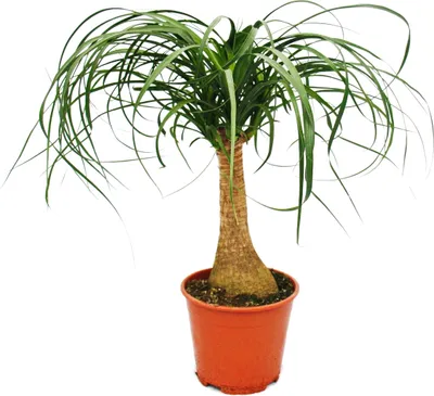 Obrázok produktu pre Slonia noha - izbová rastlina - cca 35 cm