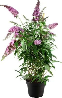 Produktbild von Buddleja davidii 'Pink Delight', Schmetterlingsflieder, rosa, 60–100 cm