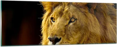 Produktbild von Bilder auf glas - Löwe Tiere Tierwelt - 90x30cm - Glasbilder - Wandbilder - Kunstdruck - zum Aufhängen bereit - Wanddekoration aus Glas - Glas Bilder - Wandbild auf Glas - Einteilig - GAB90x30-1237
