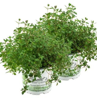 Produktbild von Enseleits 2er Set Thymian Pflanze, aus Nachhaltigem Anbau, Marktfrische Qualität aus der Gärtnerei !