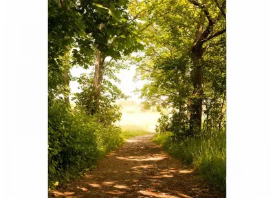 Zdjęcie produktu dla Fototapeta ścienna Dimex MS-3-0093 Park 225 x 250 cm