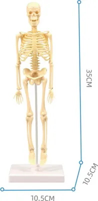 Immagine prodotto di 35CM DIY scheletro umano modello educativo anatomico anatomia medica scienza forniture