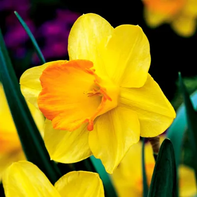 Produktbild von Narzissen Blumenzwiebeln Zwiebeln Blumen Trompeten-Narzisse Fortune 12/14 5 St.