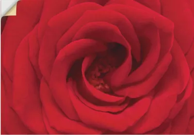 Produktbild von ARTland Wandbild, selbstklebend Rote Rose Größe: 100x70 cm