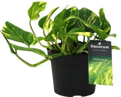 Immagine prodotto di Epinacea Epipremnum N’Joy Gold Ø12 cm ↕25 cm Pianta rampicante purificatrice dell’aria