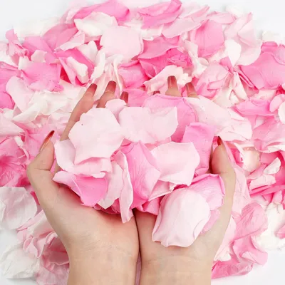 240 Rosenblätter, rosa & weiß, für Hochzeit, Deko