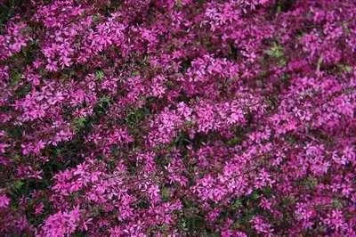 Produktbild von 6 x  Lythrum virg. 'Rose Queen' - Weiderich - Topf 9 x 9 cm