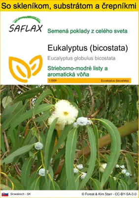Obrázok produktu pre SAFLAX Kultivačný set - Eukalyptus (bicostata) - Eucalyptus globulus bicostata - 100 Semená - S mini skleníkom, pestovateľským substrátom a 2 črepníkmi