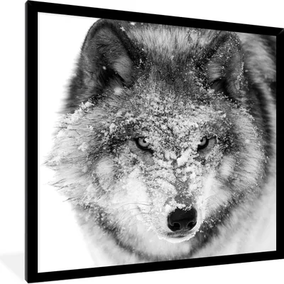 Produktbild von MuchoWow® Gerahmtes Poster Wolf mit verschneitem Kopf in schwarz-weiß 40x40 cm - Poster mit Schwarzem Bilderrahmen Wandposter Rahmen Foto Bilder - Mit Rahmen - Wanddekoration Schlafzimmer
