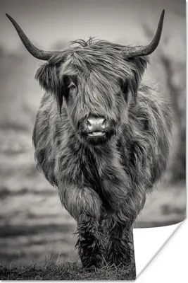 Produktbild von MuchoWow® Poster Schottischer Highlander - Schwarz und Weiß 40x60 cm - Plakate für die Wand - Poster Babyzimmer