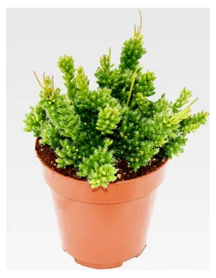 Produktbild von Rhipsalis mesembryanthemoides - Korallenkaktus - im 12 cm Topf - sukkulente Zimmerpflanze