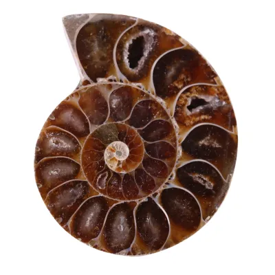 Obrázek produktu pro 2 kusy zkamenělin amonitů, mušle, Madagaskar, přírodní kameny a minerály (4 cm)