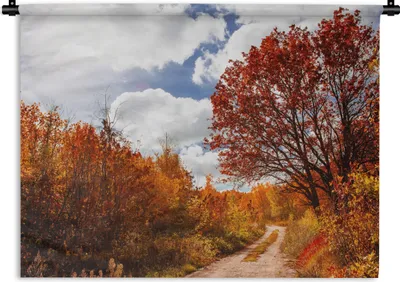 Produktbild von MuchoWow® Wandteppich Wandbehang Baum - Weg - Herbst 120x90 cm Tapisserie Dekoration Wandtuch - Wohnen - Aufhänger für die Wand