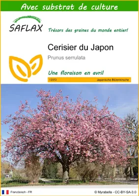 Image de SAFLAX  - Cerisier du Japon - 30 graines - Avec substrat - Prunus