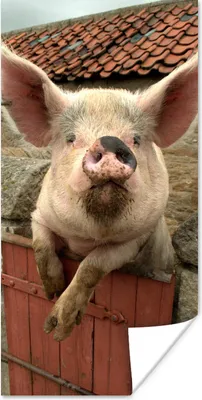 Produktbild von MuchoWow® Poster Schwein - Rosa - Tier 60x120 cm - Wandschmuck