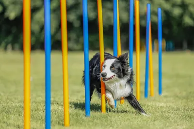 Produktbild von TRIXIE Fun Agility Slalom - blau/orange - ø 3 × 115 cm
