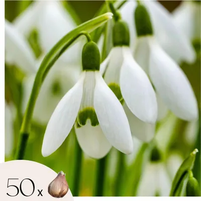 Zdjęcie produktu dla Śnieżyczka - 50 szt - Galanthus elwesii - Cebulki kwiatowe - Biały