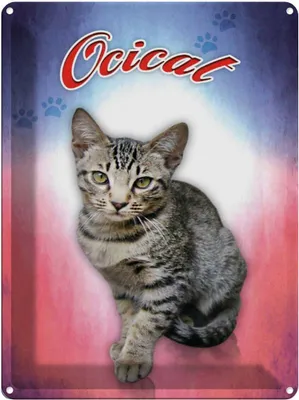 Produktbild von vianmo Blechschild 40x30 cm Katze Ocicat