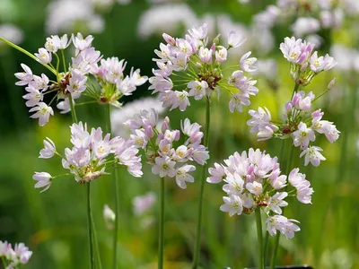 Produktbild von Allium Roseum, Rosenlauch, Zierlauch Gr. 4-5, 500 Stück