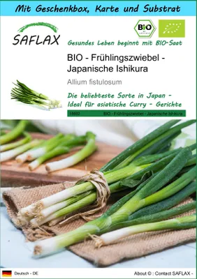 Produktbild von SAFLAX Geschenk Set - BIO - Frühlingszwiebel - Japanische Ishikura - Allium fistulosum - 150 Samen - Mit Geschenkbox, Versandaufkleber, Geschenkkarte und Anzuchtsubstrat