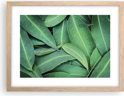 Produktbild von Gerahmtes Poster - Rahmen in heller Eiche - Blätter Eukalyptus Natur - 40x30 cm - Wand Bild - Wanddeko - Wandbilder - Kunstposter - Wandposter - Bilderrahmen - Bilder - Kunstdruck - P2NAA40x30-4933