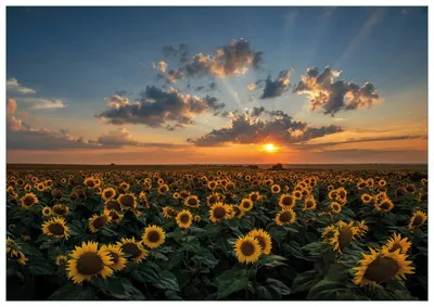 Produktbild von Wallario Premium Glasbild, freischwebende Optik, kräftige Farben, Größe 100 x 70 cm Motiv Sonnenblumenwiese vor Wolken mit Sonnenuntergang