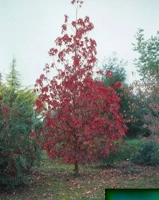 Produktbild von Liquidambar styraciflua Thea - Amerikanischer Amberbaum Thea - 60-100
