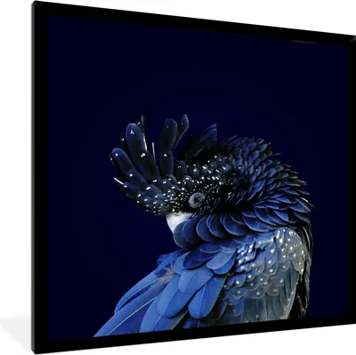 Produktbild von MuchoWow® MuchoWow® Gerahmtes Poster Nahaufnahme Rotschwanzkakadu 40x40 cm - Poster mit zchwarzem Bilderrahmen - Mit Rahmen - Wanddekoration Schlafzimmer