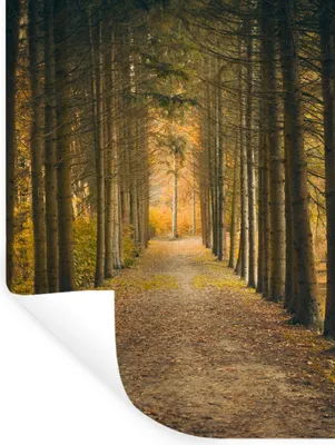 Produktbild von MuchoWow® Wandtattoo Wandsticker Wandaufkleber Pfad - Bäume - Wald 30x40 cm Selbstklebend und Repositionierbar - Sticker - Dekorfolie