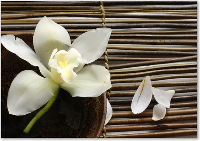 Produktbild von Tulup® Glas-Bild - 100 x 70 - Wandbild aus Glas - Wandkunst - Wandbild hinter gehärtetem Sicherheitsglas - Blumen & Pflanzen - Orchidee - Weiß