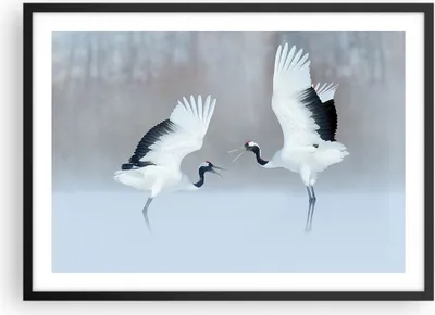 Produktbild von Gerahmtes Poster - Schwarzer Rahmen - Kraniche kämpfen tanzen - 70x50 cm - Wand Bild - Wanddeko - Wandbilder - Kunstposter - Wandposter - Bilderrahmen - Bilder - Kunstdruck - P2BAA70x50-4497
