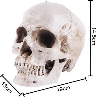 A realistic model of a human skull with dimensions indicated.