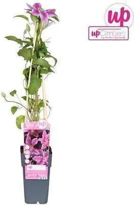 Immagine prodotto di Clematis hybr. 'Tudor' - Vite dei boschi 'Tudor'" 50-60 cm in vaso