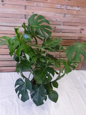 Produktbild von [Palmenlager] XXL Monstera deliciosa - Fensterblatt - 100/120 cm - Pot 30 cm Ø - Zimmerpflanze